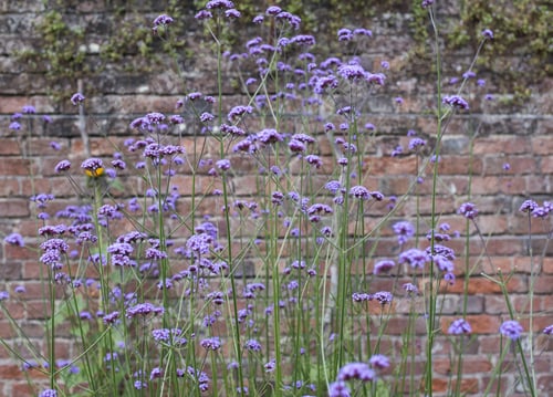 Preview: Summer Flowers