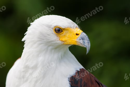 Portrait of an African Fish Eagle Head