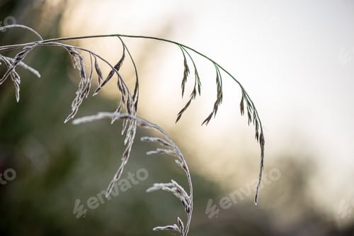 Preview: Frozen Frosty Grass Bents In Late Autumn With Winter Coming. Cold Sunrise