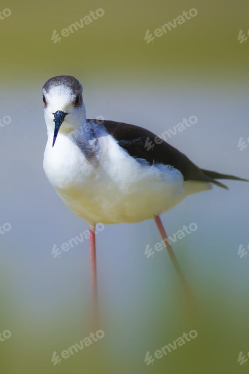 Preview: Cute Bird And Nature. Black Winged Stilt Himantopus Himantopus