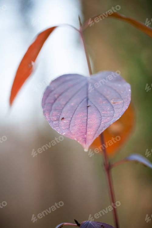 Preview: Beautiful Autumn Leaves In The Park