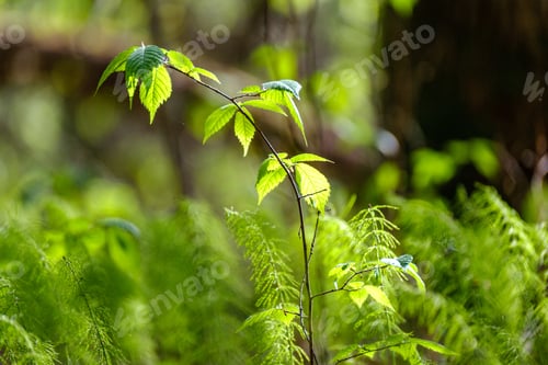Preview: Green Summer Foliage Abstract Texture With Tree Leaves And Blur Background