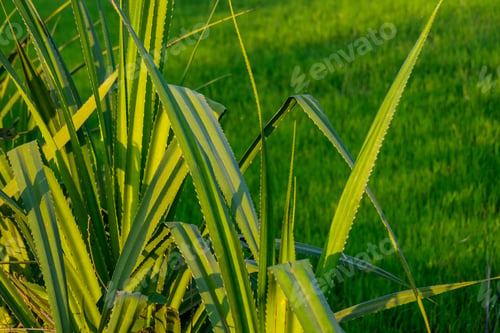 Preview: Beautiful Countryside View In Tropical Rural District, Siem Reap, Cambodia