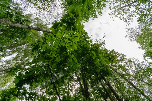 Preview: Nature Details In Forest In Summer. Nature In Latvia