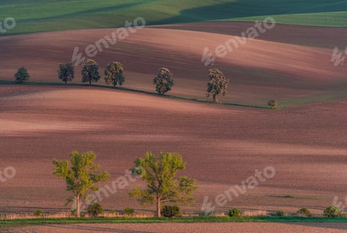 Preview: Chestnut Avenue In South Moravia