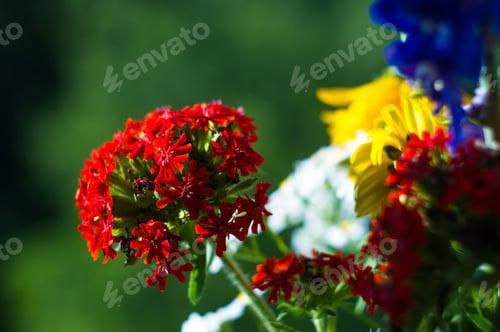 Preview: A Bouquet Of Bright Spring Flowers Of Various Types