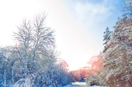 Preview: Frozen Winter Forest With Snow Covered Trees. Outdoor
