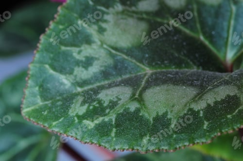 Preview: Marbled Foliage Of Cyclamen