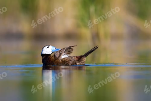 Preview: Swimming Duck. Colorful Nature Background. Bird: White Headed Duck. Oxyura Leucocephala. Ankara