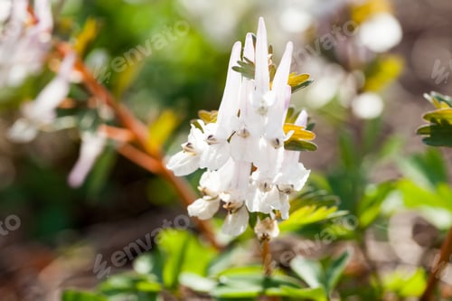 Preview: Stagger Weed (Corydalis Cava) Plant With Purple Flower With Natural Background