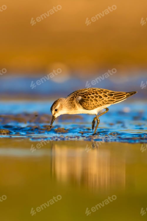 Preview: Cute Little Bird. Natural Background. Bird: Little Stint. Calidris Minuta.