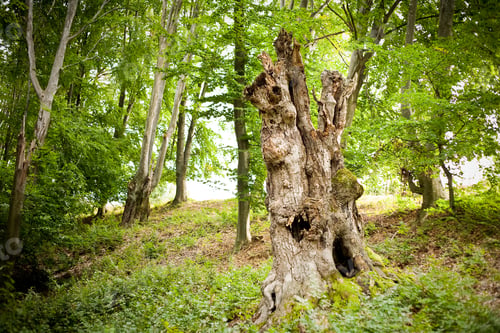 Preview: Tree Stump In A Beech Forest