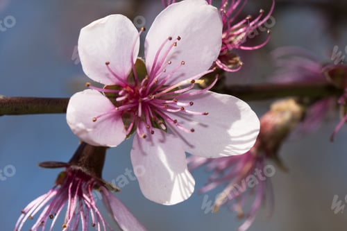 Preview: Peach Tree Pink Beautiful Flower With Natural Background