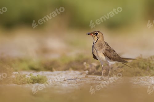 Preview: Pratincole. Yellow Green Nature Background. Bird: Collared Pratincole. Glareola Pratincola.