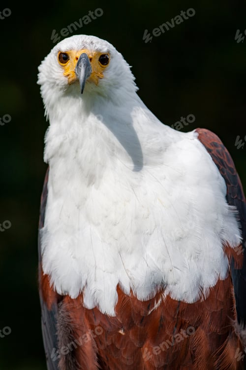 Preview: African Fish Eagle (Haliaeetus Vocifer)