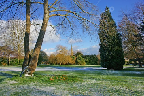 Preview: A Cotswold Garden With A Light Dusting Of Snow In Early Spring With Yellow Crocuses In Bloom And