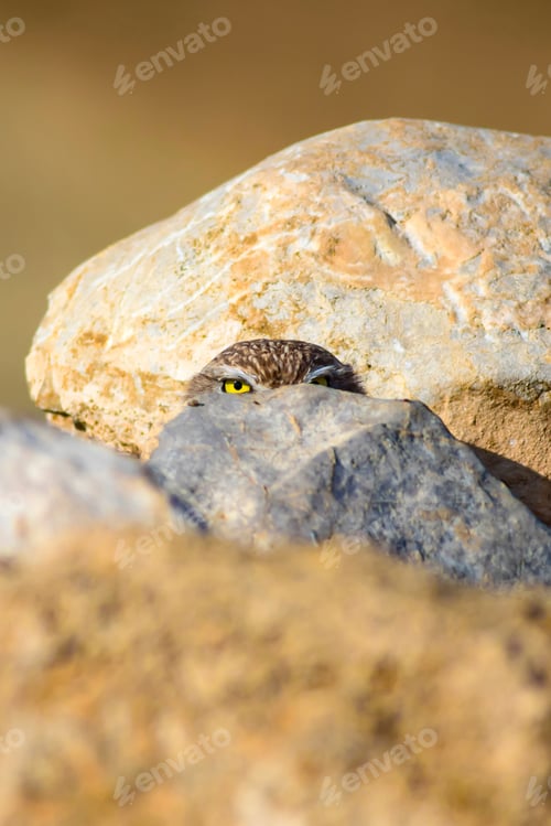 Preview: Cute Little Owl. Bird: Little Owl Athene Noctua. Natural Background.