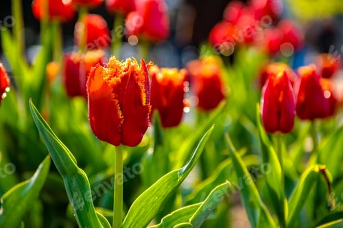 Preview: Red Tulips With Yellow Edged Petals On Green Blurred Background Of Garden Bokeh