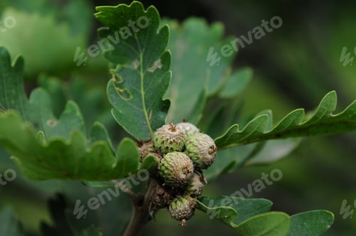 Preview: Oak Branch With Green Acorns Isolated On Blur Background