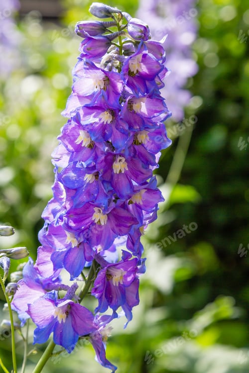 Preview: Beautiful Delphiniums Blooming In The Garden.