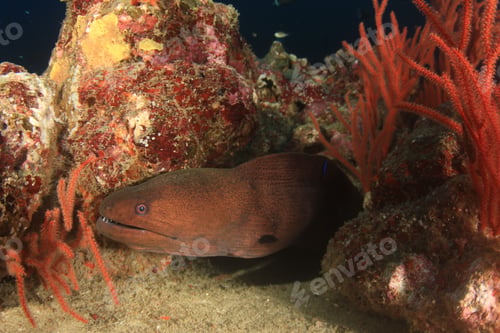 Preview: Giant Moray Eel