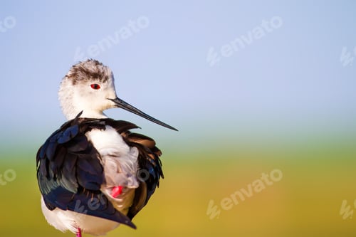 Preview: Cute Water Bird. Colorful Nature Background. Common Water Bird.