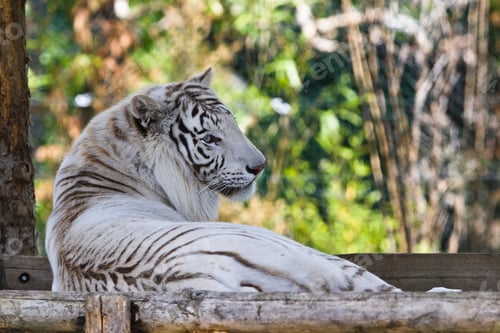 Preview: Beautiful White Tiger Having A Rest