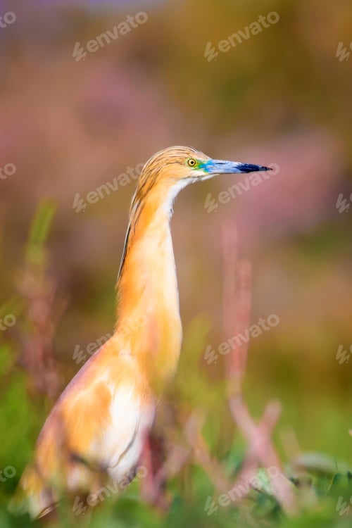 Preview: Cute Colorful Bird. Green Nature Background. Squacco Heron / Ardeola Ralloides