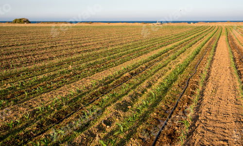Preview: Cornfield Landscape With New Growing Plants Near By The See In Cyprus.