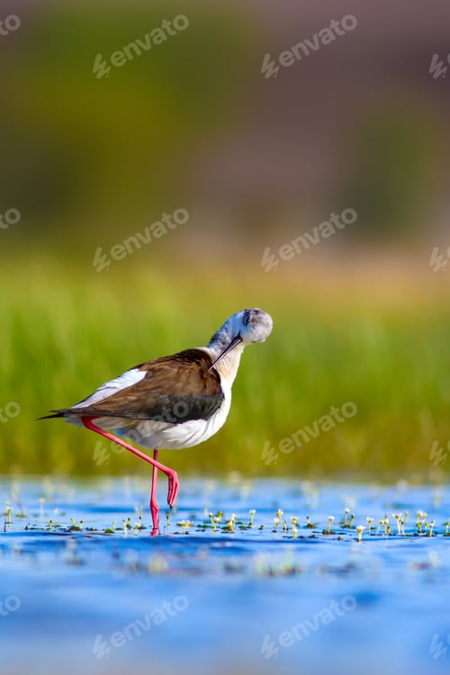 Preview: Cute Water Bird. Colorful Nature Background. Bird: Black Winged Stilt
