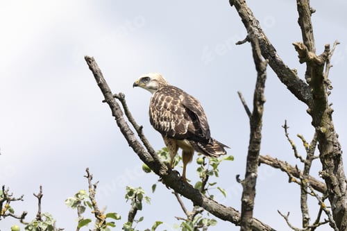 Preview: Young Buzzard Common Buzzard (Buteo Buteo)