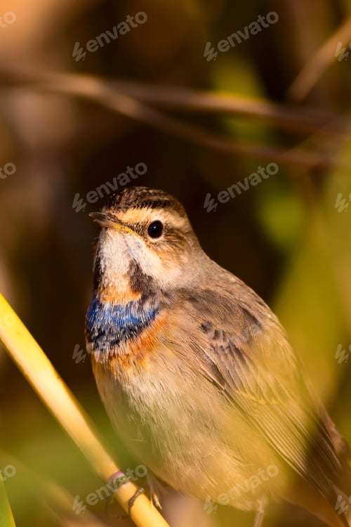 Preview: Cute Bird. Colorful Natural Background. Bird: Common Bird Bluethroat. Luscinia Svecica.