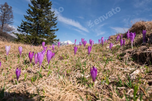 Preview: Spring Crocus At Velika Planina In Slovenia With Old Shepherd Cottages All Around.
