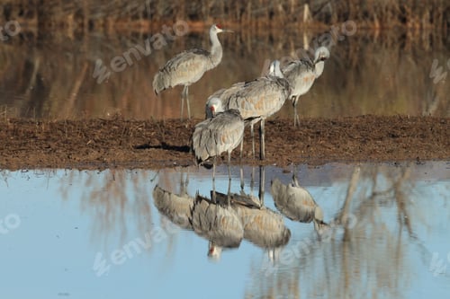 Preview: Sand Hill Crane (Grus Canadensis) At Bosque Del Apache National Wildlife Refuge