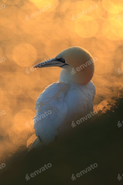 Preview: Northern Gannet (Morus Bassanus) With Material For Nest Building Helgoland Germany