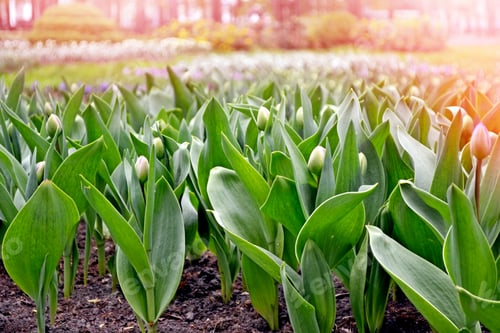 Preview: Spring Park. The Buds Of Spring Flowers Tulips.