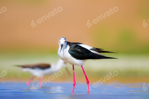 Preview: Cute Water Bird. Colorful Nature Background. Common Water Bird. Black Winged Stilt. Himantopus