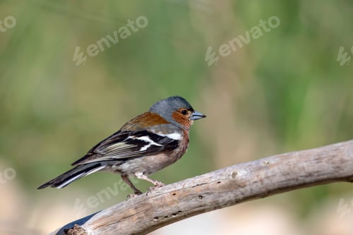 Preview: Cute Bird Common Chaffinch. Green Nature Background. Fringilla Coelebs.