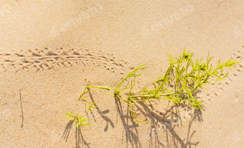 Preview: Yellow Sand With Traces Of Insect (Locust)