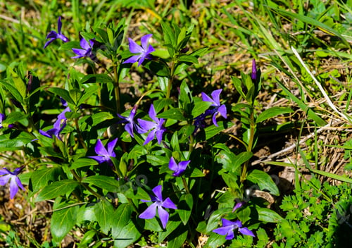 Preview: Blooming Vinca Minor