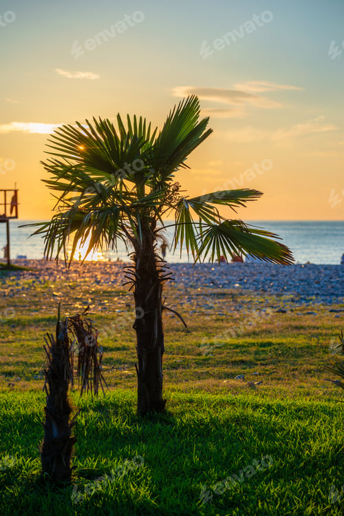 Preview: Silhouette Of Sabal Palmetto Leaves Against Sunset Sky