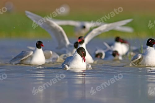 Preview: White Gulls. Blue Green Nature Background. Bird: Mediterranean Gull. Ichthyaetus Melanocephalus.