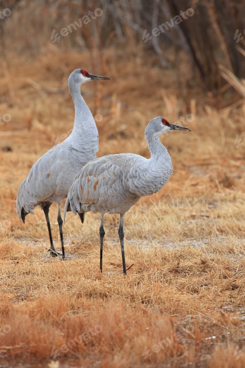Preview: Sandhill Crane Bosque Del Apache Wildlife Reserve New Mexico Usa