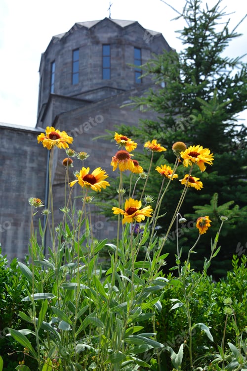 Preview: Gaillardia (Blanket Flower) In Bloom