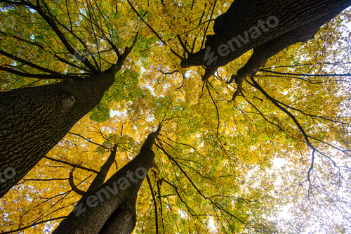 Preview: Amazing Maple Trees From Below