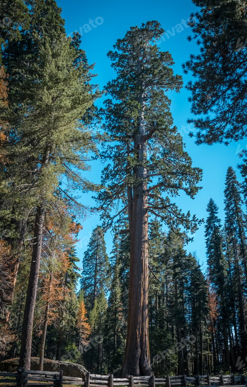 Preview: Majestic Redwoods In Sequoia National Park, California, Usa