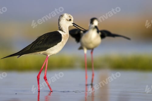 Preview: Springtime And Cute Water Birds. Colorful Nature Background. Bird: Black Winged Stilt. Himantopus