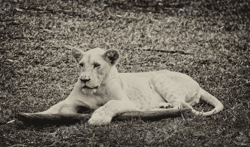 Preview: Vintage Style Black And White Image Of A Young White Lion In Casela Park, Mauritius