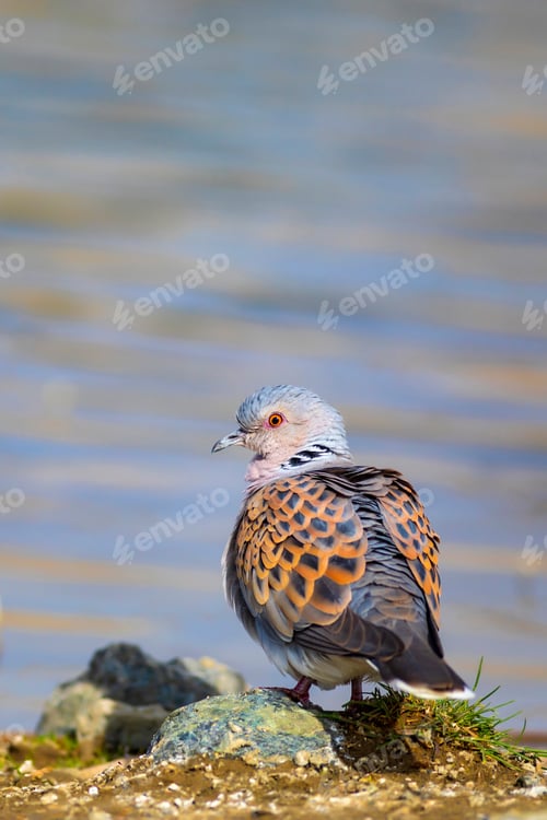 Preview: Colorful Dove. Nature Background. Bird: European Turtle Dove. Streptopelia Turtur.