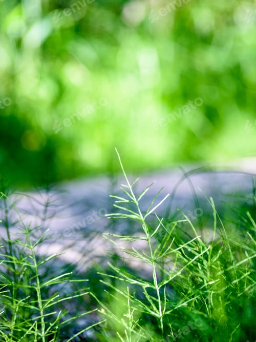 Preview: The Twigs Of Wild Plant Nettle Or Stinging Nettle Or Urtica Dioica In Summer Spring Meadow Field